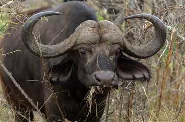 Buffle d'Afrique, Syncerus caffer, Parc national Kruger, Afrique du Sud