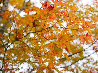 紅葉