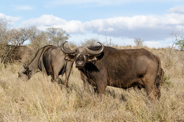 Obraz premium Buffle d'Afrique, Syncerus caffer, Parc national Kruger, Afrique du Sud