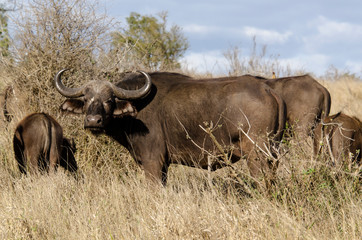 Obraz premium Buffle d'Afrique, Syncerus caffer, Parc national Kruger, Afrique du Sud