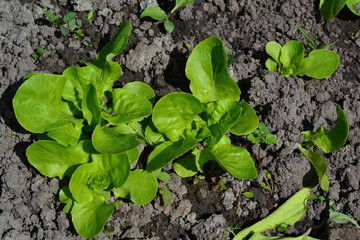 Home garden, flower bed. Lettuce salad. Lactuca sativa. Annual herbaceous plant. Vegetable culture. Vitamin greens. Tasty and healthy. Young shoots