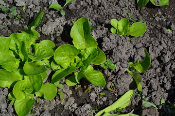 Home garden, flower bed. Lettuce salad. Lactuca sativa. Annual herbaceous plant. Vegetable culture. Vitamin greens. Tasty, healthy. Young shoots
