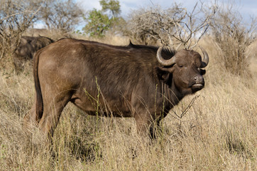 Naklejka na ściany i meble Buffle d'Afrique, Syncerus caffer, Parc national Kruger, Afrique du Sud