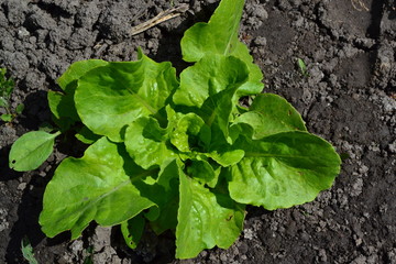 Home garden, flower bed. Lettuce salad. Lactuca sativa. Annual herbaceous plant. Vegetable. Vitamin greens. Tasty, healthy. Young shoots