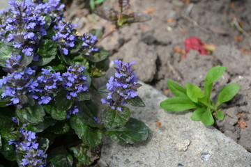 Green leaves, bushes, carpet. Gardening. Ajuga reptans. Perennial herbaceous plant. Blue inflorescences, pleasant smell