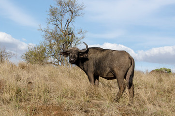 Obraz premium Buffle d'Afrique, Syncerus caffer, Parc national Kruger, Afrique du Sud