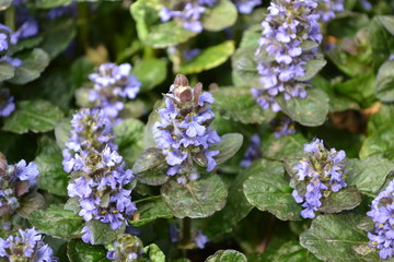 Green leaves, bushes, carpet. Gardening. Home garden, bed. Ajuga reptans. Perennial herbaceous plant. Blue inflorescences, pleasant smell