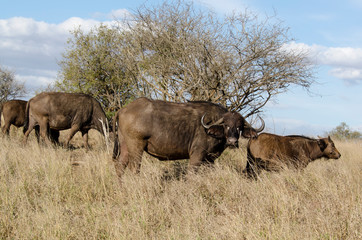 Buffle d'Afrique, Syncerus caffer, Parc national Kruger, Afrique du Sud