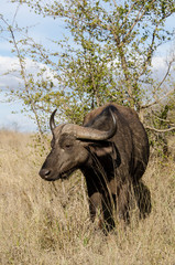 Obraz premium Buffle d'Afrique, Syncerus caffer, Parc national Kruger, Afrique du Sud