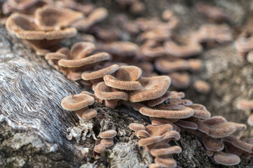 mushrooms on tree trunk