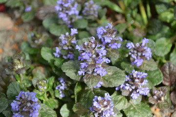 Fototapeta premium Honey plant. Green leaves, bushes, carpet. Gardening Home. Ajuga reptans. Perennial herbaceous plant. Blue inflorescences, pleasant smell