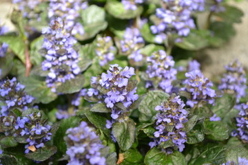 Fototapeta premium Honey plant. Green leaves, bushes, carpet. Gardening. Ajuga reptans. Perennial herbaceous plant. Blue inflorescences, pleasant smell
