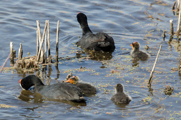 Foulque caronculée,.Fulica cristata, Red knobbed Coot