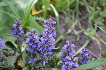 Honey plant. Green leaves. Gardening. Ajuga reptans. Perennial herbaceous plant. Blue inflorescences, pleasant smell