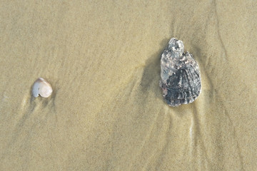 Fototapeta na wymiar Austernschale und Muschelschale im Sand