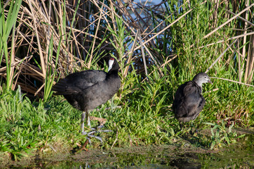Foulque caronculée,.Fulica cristata, Red knobbed Coot