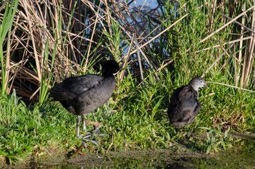 Foulque caronculée,.Fulica cristata, Red knobbed Coot