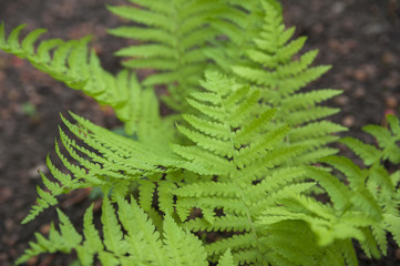 Background from fern close up and copy space. Texture of natural fern leaf macro.