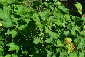 Blue berries. Green leaves, bushes. Gardening. Black currant. Ribes nigrum. Sweet dark berries. Juice, compote, jam