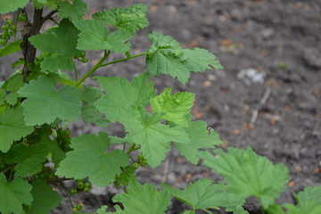 Green leaves, bushes. Black currant. Ribes nigrum. Sweet dark berries. Tasty and healthy. Blue berries