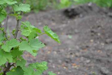 Green leaves, bushes. Black currant. Ribes nigrum. Sweet dark berries. Tasty and healthy. Juice. Blue berries
