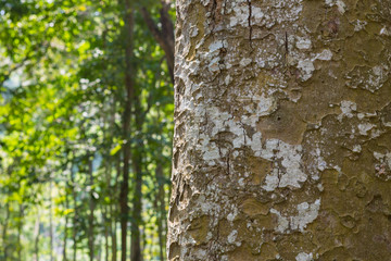 tree in the forest with blurred background