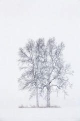 Rural winter landscape of snow flocked trees in fog, Michigan