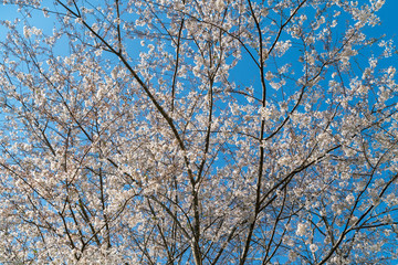 cherry blossoms against blue sky