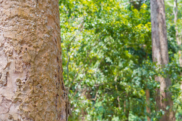 tree in the forest with blurred background