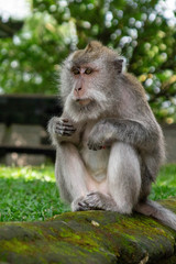 Portrait of a sitting monkey in Sacred Ubud Monkey Forest. Bali, Indonesia