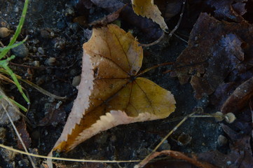 leaf