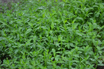 Obraz premium Gardening, Field plant. Green. Knotweed bird, Polygonum aviculare. Annual herbaceous plant