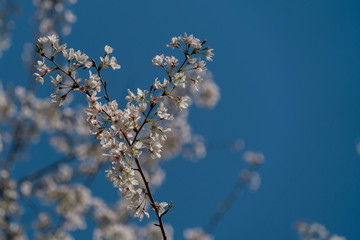 white flowers in spring