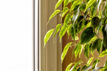 Ficus benjamina by the window with copy space