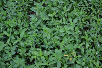 Obraz premium Green Field. Knotweed bird, Polygonum aviculare. Annual herbaceous plant