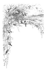 Representation of birds on branches - Vintage Engraved Illustration, 1894