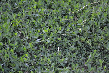 Green leaves, bushes. Field plant. Home garden, flower bed. House, field, farm. Knotweed bird, Polygonum aviculare. Annual herbaceous plant