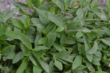 Green leaves, bushes. Gardening. Home garden. Knotweed bird, Polygonum aviculare. Annual herbaceous plant