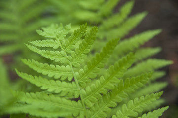 Background from fern close up and copy space. Texture of natural fern leaf macro.