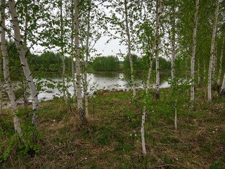 young birches by the river