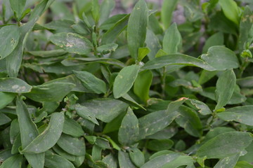 Green leaves. Gardening. Knotweed bird, Polygonum aviculare. Annual herbaceous plant