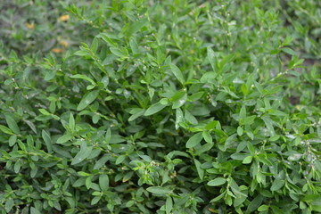 Home. Green leaves, bushes. Field. Knotweed bird, Polygonum aviculare. Annual herbaceous plant