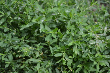 Fototapeta na wymiar Home. Green. Knotweed bird, Polygonum aviculare. Annual herbaceous plant