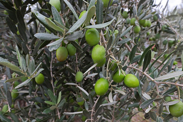 Fototapeta premium Olive trees in Izmir / Turkey