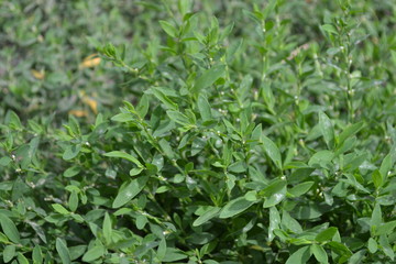 Fototapeta na wymiar Home. Green. Knotweed bird, Polygonum aviculare. Annual plant