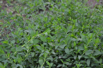 Knotweed bird, Polygonum aviculare. Gardening. Annual herbaceous plant