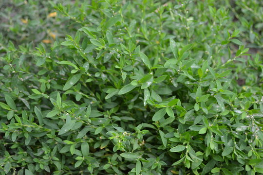 Home. Green leaves, bushes. Field. Knotweed bird, Polygonum aviculare. Annual herbaceous plant