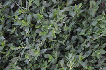 Home garden, flower bed. Green leaves, bushes. Gardening, Field plant. House, field, farm. Knotweed bird, Polygonum aviculare. Annual herbaceous plant