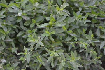 Knotweed bird, Polygonum aviculare. Green leaves, bushes. Gardening, Field plant. Home garden, flower bed. House, field, farm. Annual herbaceous plant