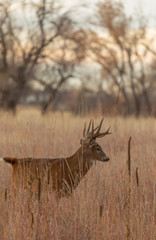 Whitetail Deer Buck in Autumn